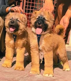 Kurdish Kangal Pair / Kurdish Kangal Puppies For Sale