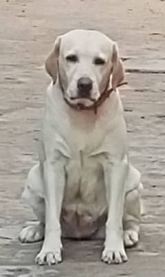 Female Labrador Breeder, Fawn colour, Young and Healthy.