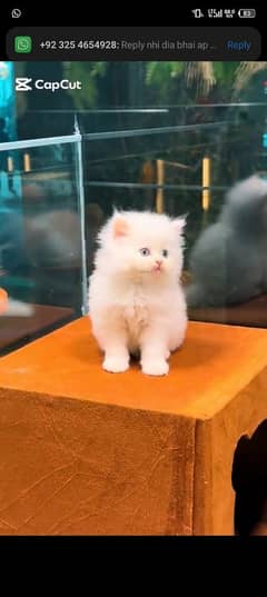 Persian cat for sale male or female my WhatsApp 0325=24=52=848