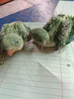 to sale out  babies Raw parrots