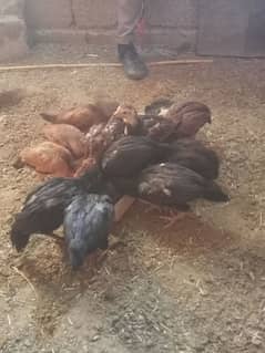 aseel chicks for sale 03135283850