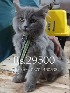 Persian cat for sale