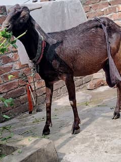 1 bakri ha 2 bachy ha urgent sale 03238861053