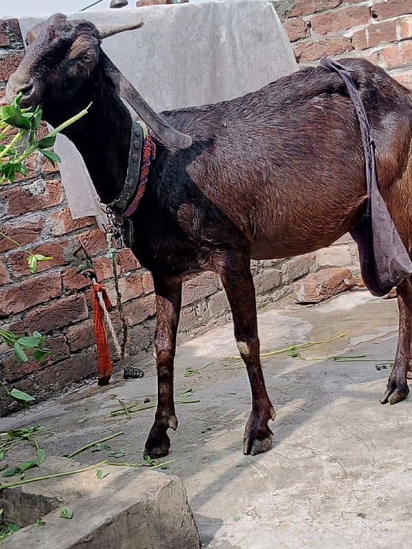 1 bakri ha 2 bachy ha urgent sale 03238861053 0