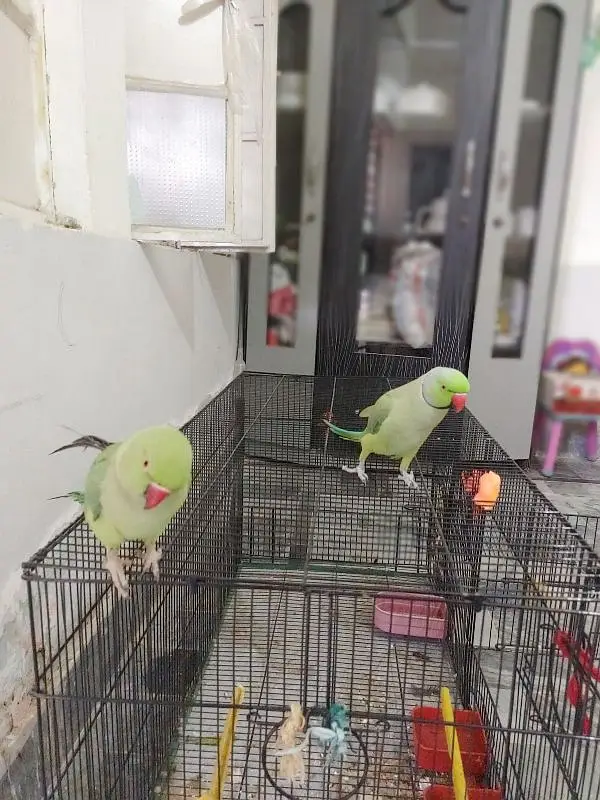 green ring neck pair hand tamed bolne wala — photo 2