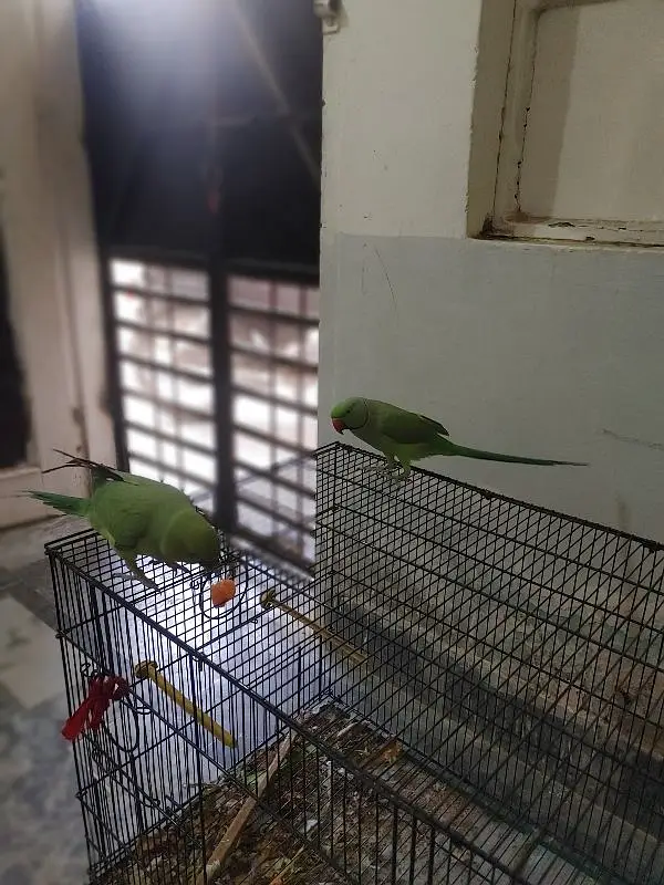 green ring neck pair hand tamed bolne wala — photo 3