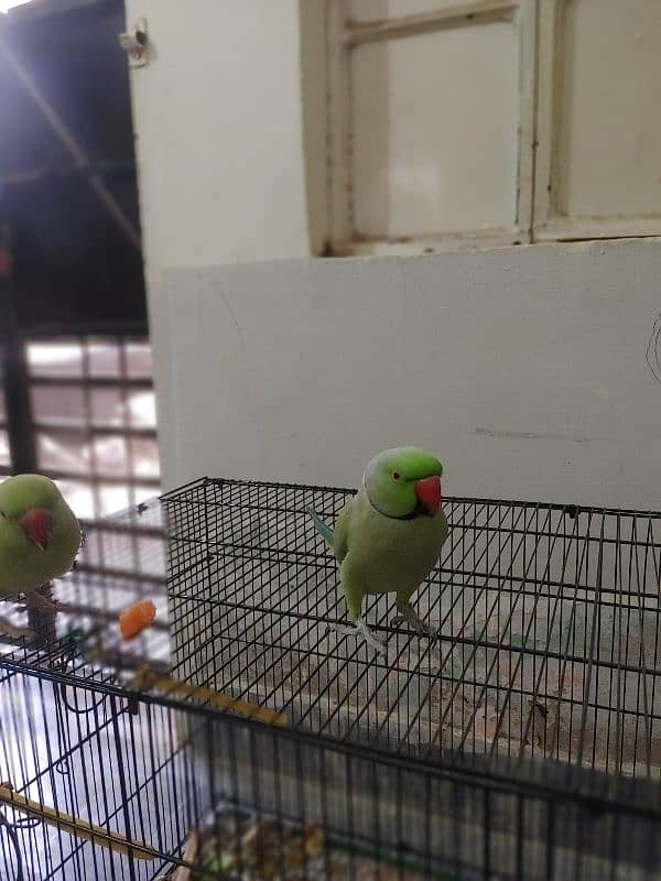 green ring neck pair hand tamed bolne wala 3