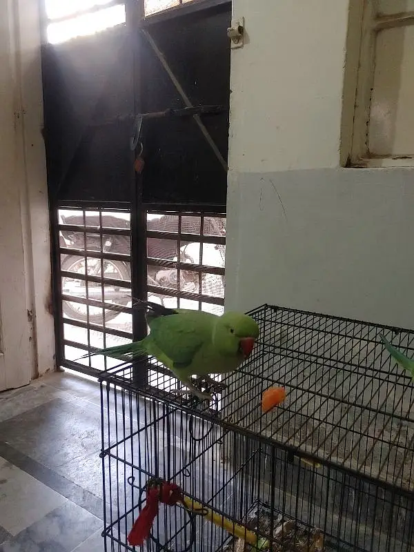 green ring neck pair hand tamed bolne wala — photo 5