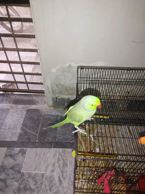 green ring neck pair hand tamed bolne wala — photo 6