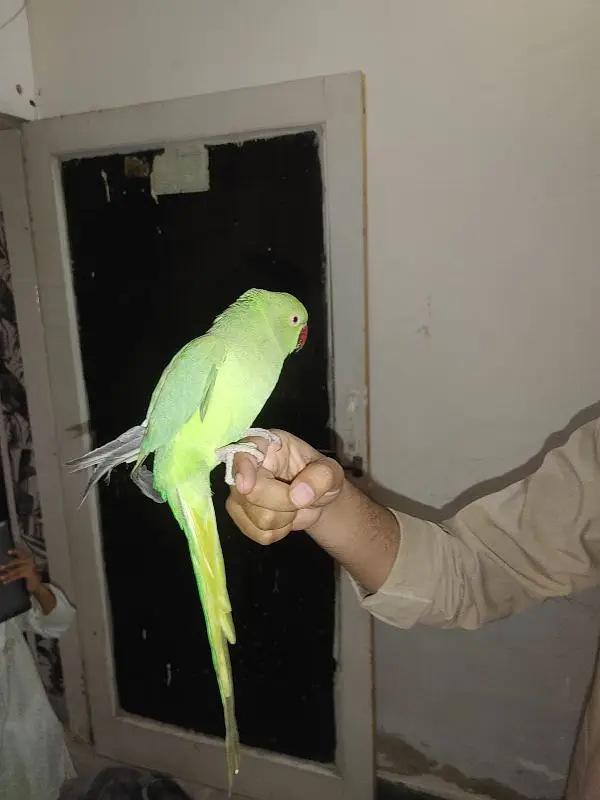 green ring neck pair hand tamed bolne wala — photo 7