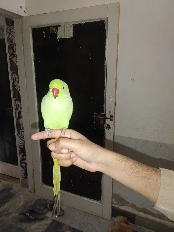 green ring neck pair hand tamed bolne wala — photo 8