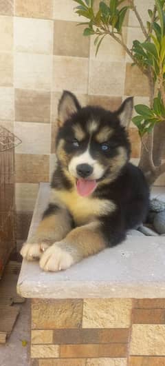 Siberian husky female for sale