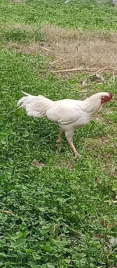 white murgh aseel