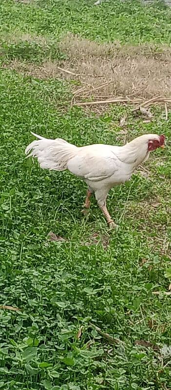 white murgh aseel 0