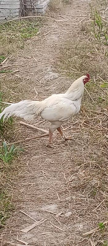 white murgh aseel 1