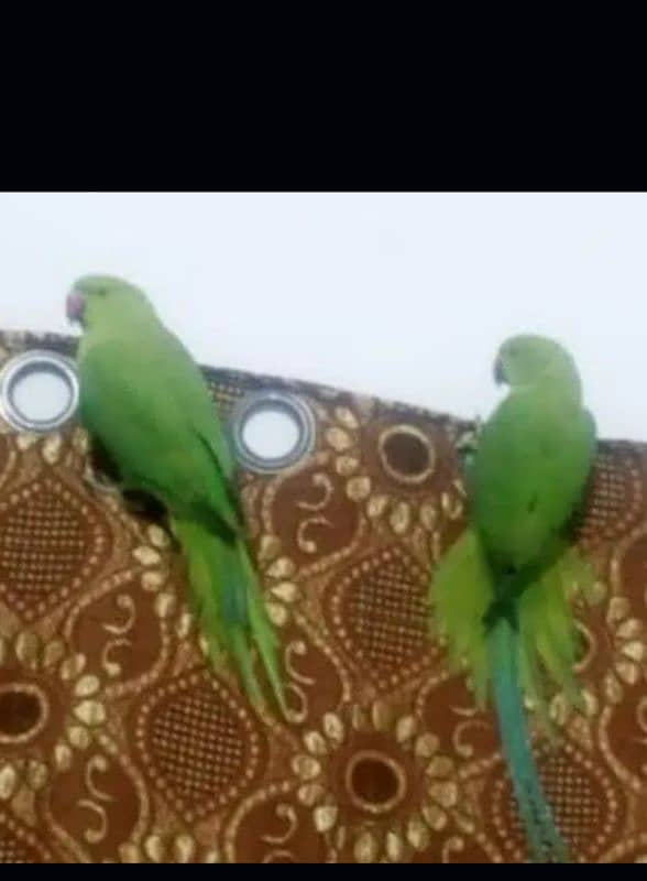 Green parrot for sale 03054636833 2