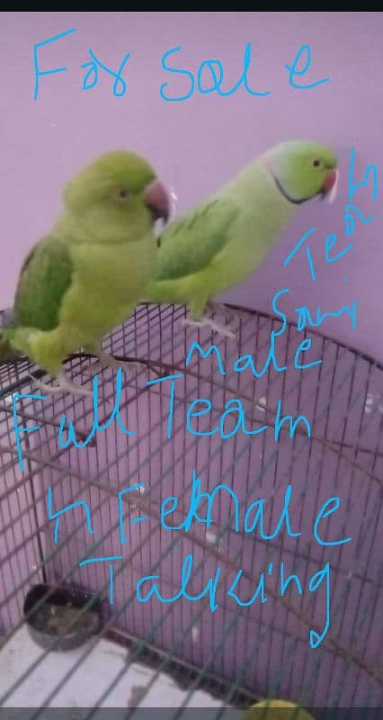 Green parrot for sale 03054636833 3