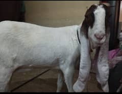 Heera Bakri for sale