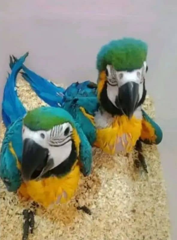 blue macaw parrot chips for sale 0336*14*38647 2