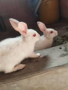 rabbits