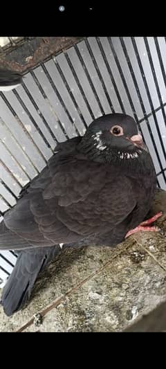 Pigeon