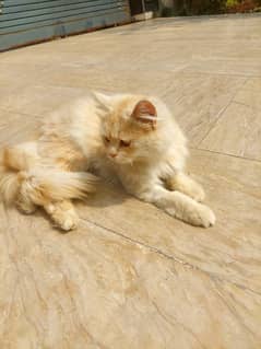 Persian Cat Tripple coated only exchange with Parrots / Birds