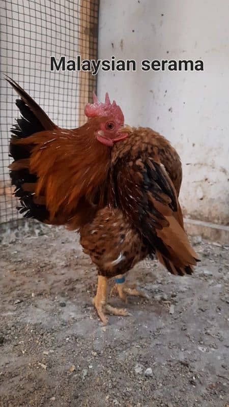 Fancy chicks/ Golden Buff/ White silki/ Mottled Bantum/Black Buff/ETC 1