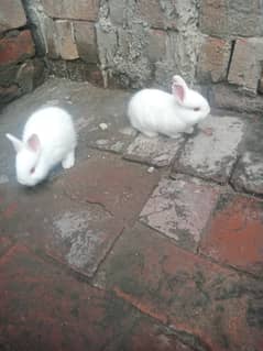 New Zealand nasl ha two rabbit pair ha Good healthy ha urgent sale