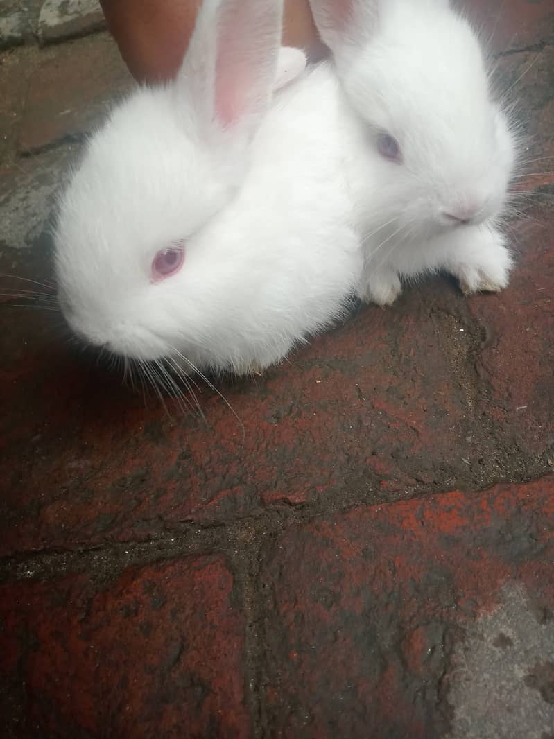 New Zealand nasl ha two rabbit pair ha Good healthy ha urgent sale 2