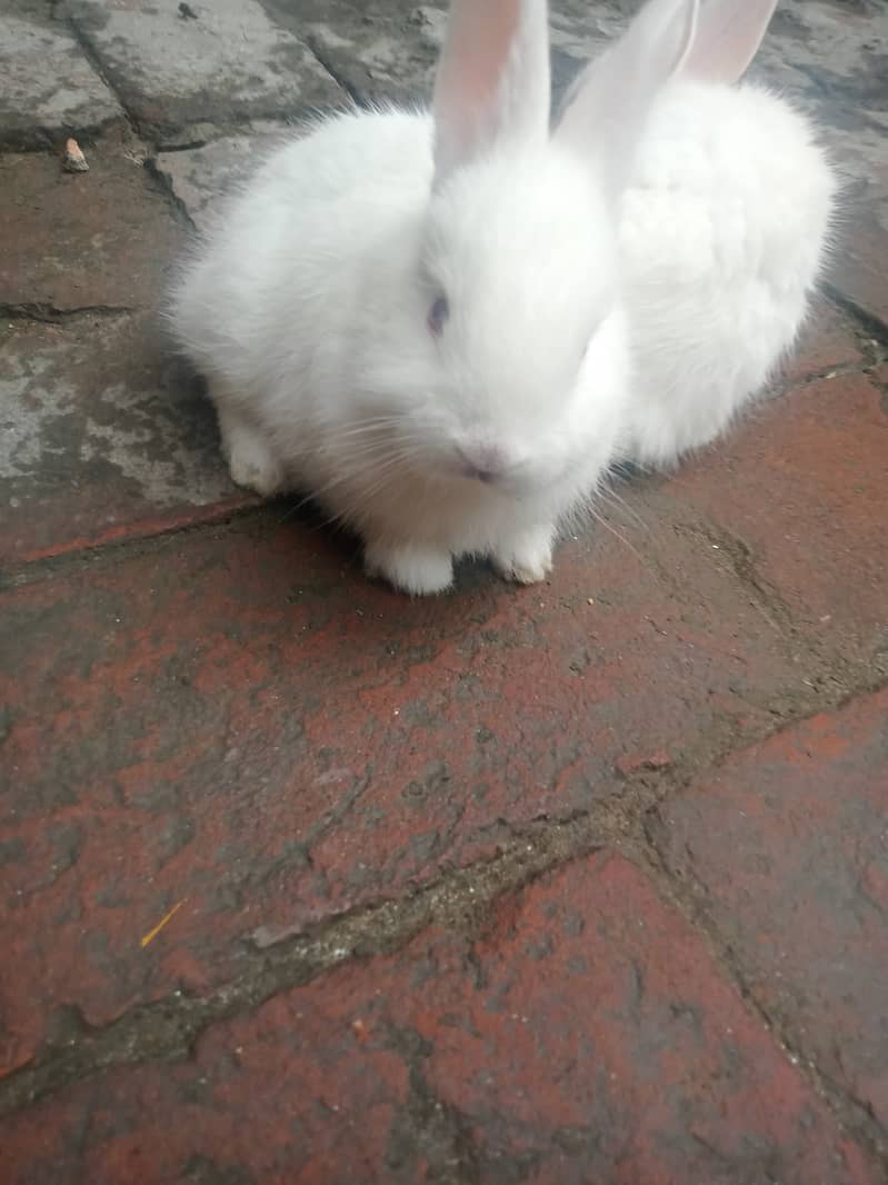 New Zealand nasl ha two rabbit pair ha Good healthy ha urgent sale 3