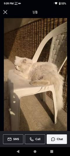 Semi Punch Face Persian Male Triple Coated Age 1+ friendly