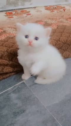 persion cat | Persion  kitten | Triple Coated Kittens For Sale