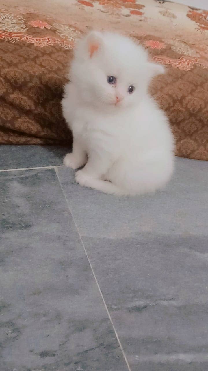 persion cat | Persion  kitten | Triple Coated Kittens For Sale 1