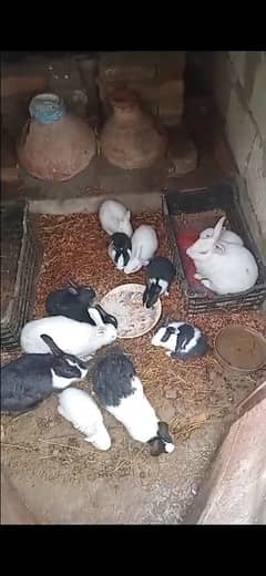 All rabbits for sale