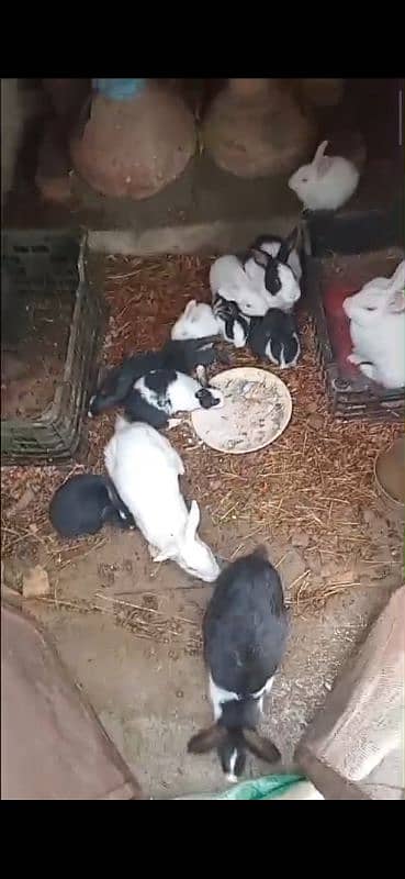 rabbits k bachay for sale 1