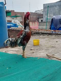 PAKISTANI ASEEL Top Quality Birds