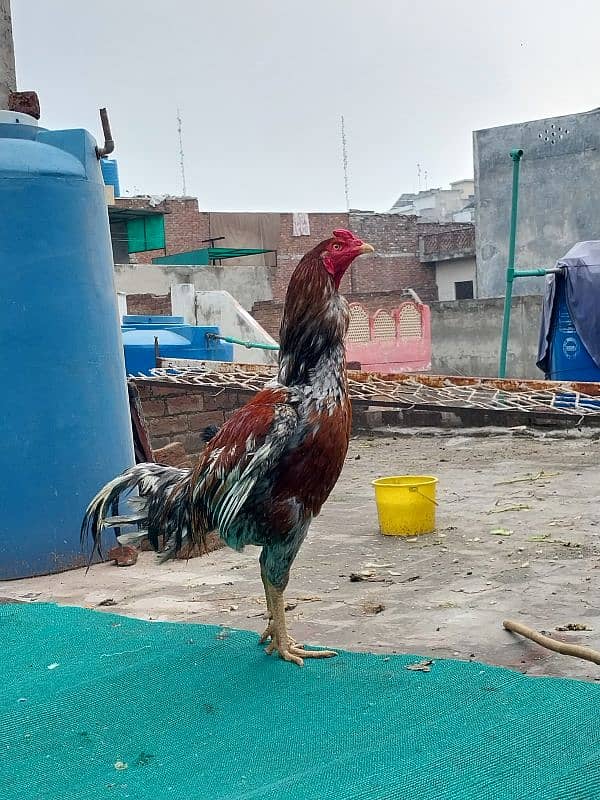 PAKISTANI ASEEL Top Quality Birds 1