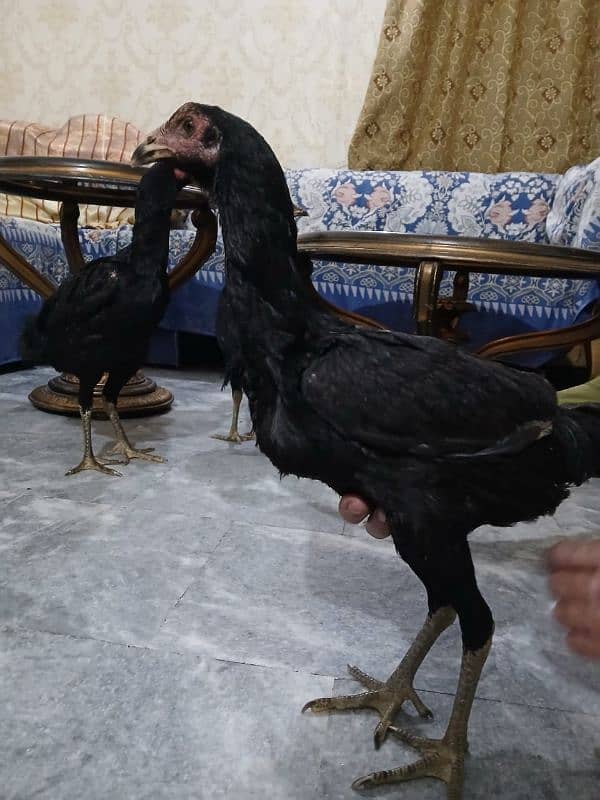 PAKISTANI ASEEL Top Quality Birds 13