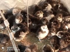 Australorp Chicks/egg | Australorp hens | murgiya o33386o2o42