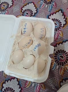 hera eggs