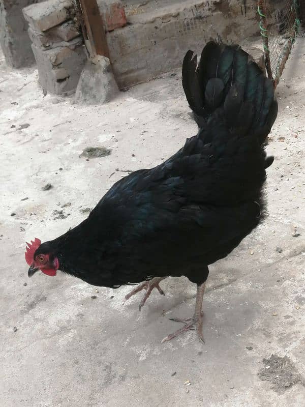 black hen and cages for sale 0