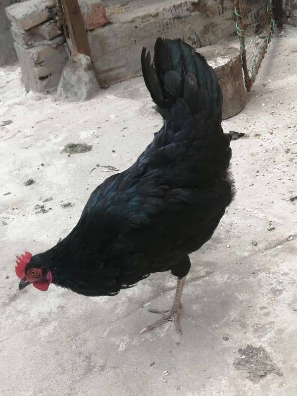 black hen and cages for sale 2