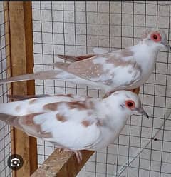 pied  dove breeder pair