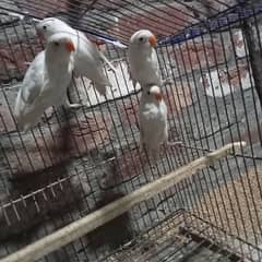 love birds Albion pathy or Albion breeder female sale