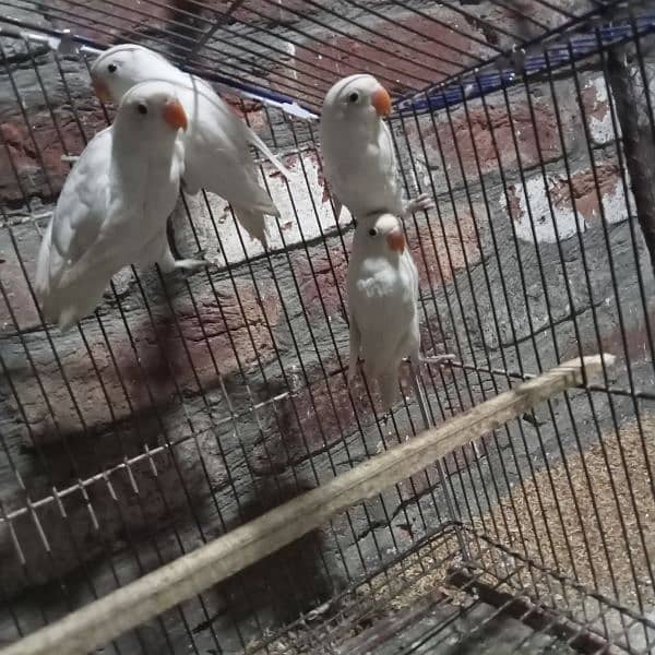 love birds Albion pathy or Albion breeder female sale 0