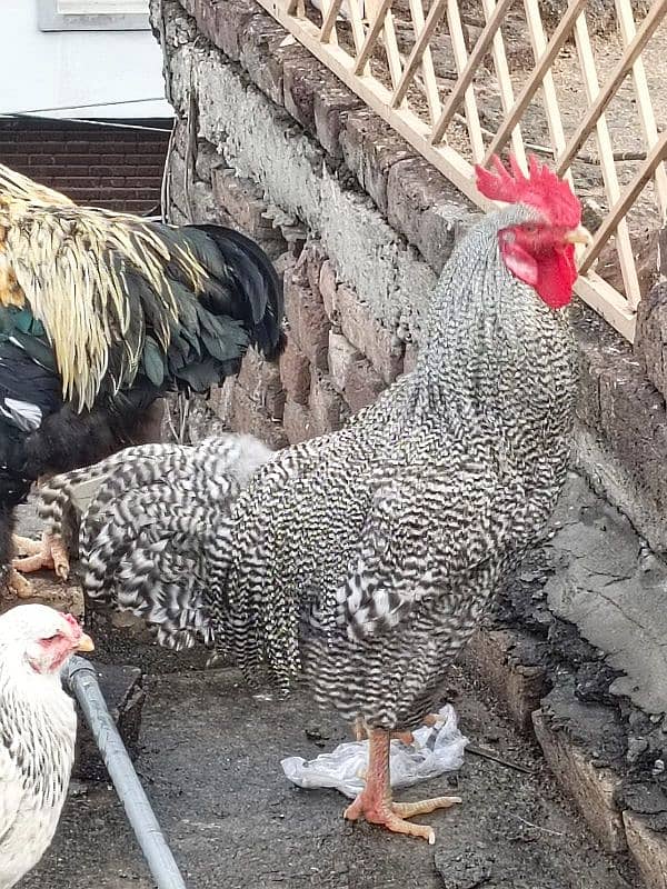 Brahma King Chicken 6