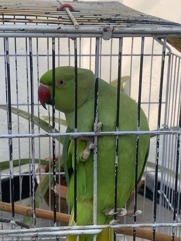 Ring neck parrot 0