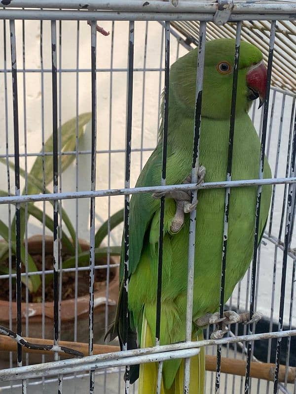 Ring neck parrot 3