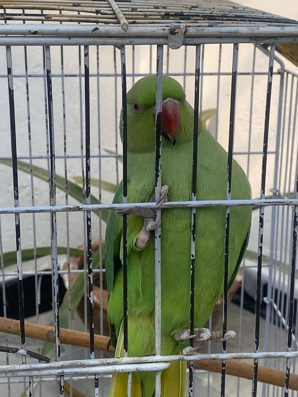 Ring neck parrot 5