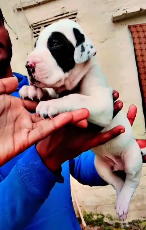 Pakistani bully pups 1